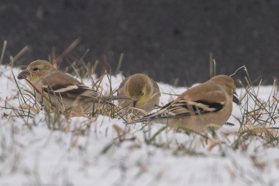 A picture of three American Goldfinches. (Photo submitted - Barry Porter) 