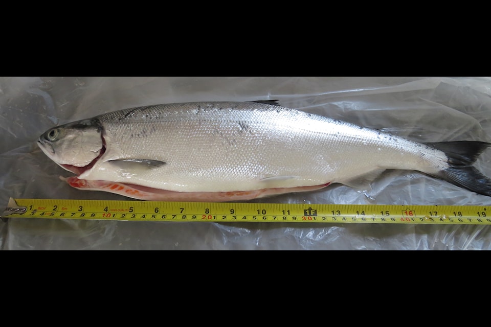 A three-pound kokanee caught in Bridge Lake in August of 2021. (Photo submitted)