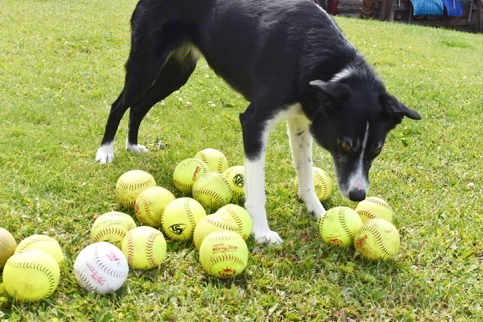 Willow, a short-haired border collie, inspects her collection of retrieved softballs and baseballs. (Sue Fryer photo)