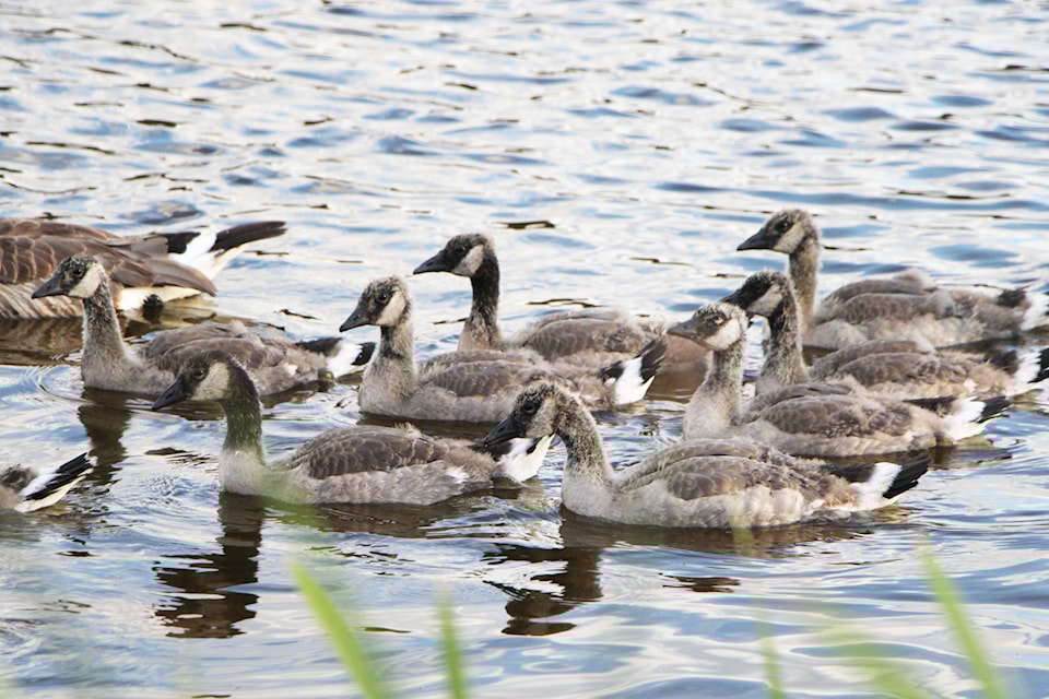 A pair of Canadian Geese leads their fledgling chicks on a swim around the 100 Mile House Marsh last week in the evening. (Patrick Davies photo - 100 Mile Free Press)