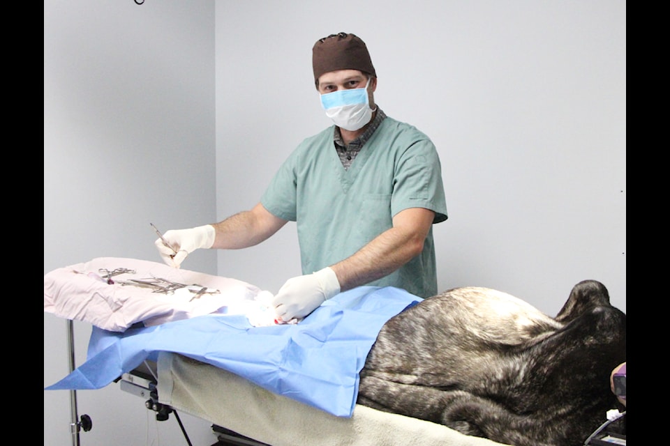 Doctor Ross Dickinson of Lakeland Veterinary Clinic performs an operation on an animal last week. Dickinson plans to move his practice from Uptown Plaza to the old Marmot Ridge property. (Patrick Davies photo - simplymastery)
