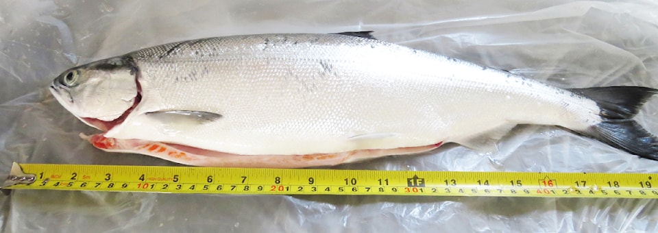 3-lb-kokanee-from-bridge-lake