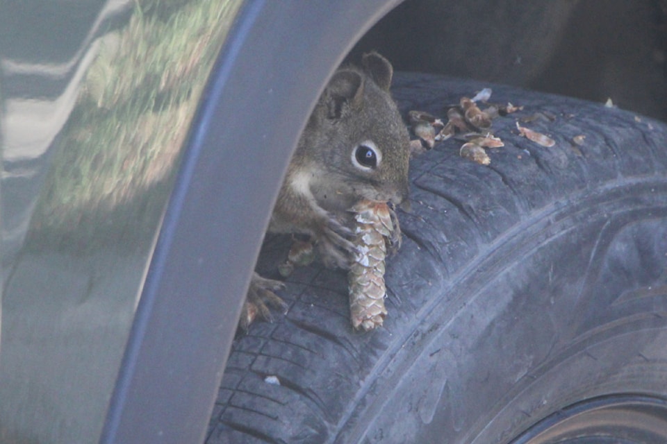 A squirrel snacks upon a pinecone while hiding atop the wheel of a parked car in 100 Mile House. (Patrick Davies photo - 100 Mile Free Press)