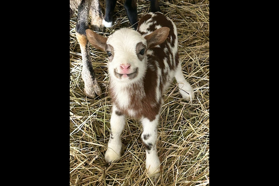 Several Painted Desert Sheep lambs have recently been born at McKinney Acres in Bridge Lake. These vibrant lambs, showcasing a variety of colours, are the latest additions to the flock at the local farm, proudly raised by owners Bo and Rick McKinney. (Bo McKinney photo)