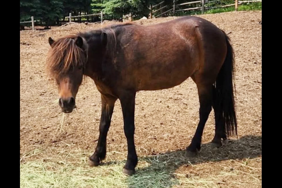 A photo of Ally the pony, who was killed by a cougar on Thursday, Jan. 2. (Jim Carter photo)