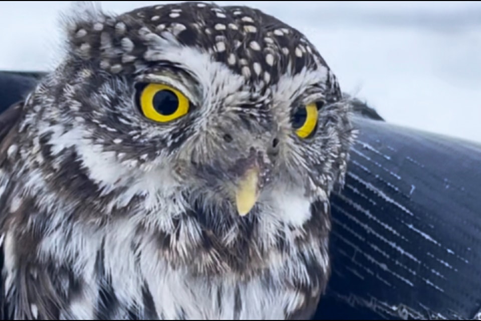A Northern Pygmy Owl dubbed Tiny But Tough who was hit by a car on Highway 97 peers at the camera. (Murray Zelt photo)