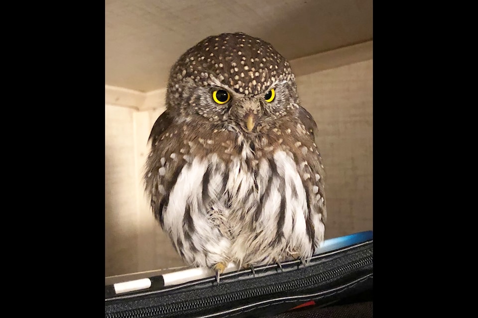 A Northern Pygmy Owl dubbed Tiny But Tough who was hit by a car on Highway 97 peers at the camera. (Murray Zelt photo)