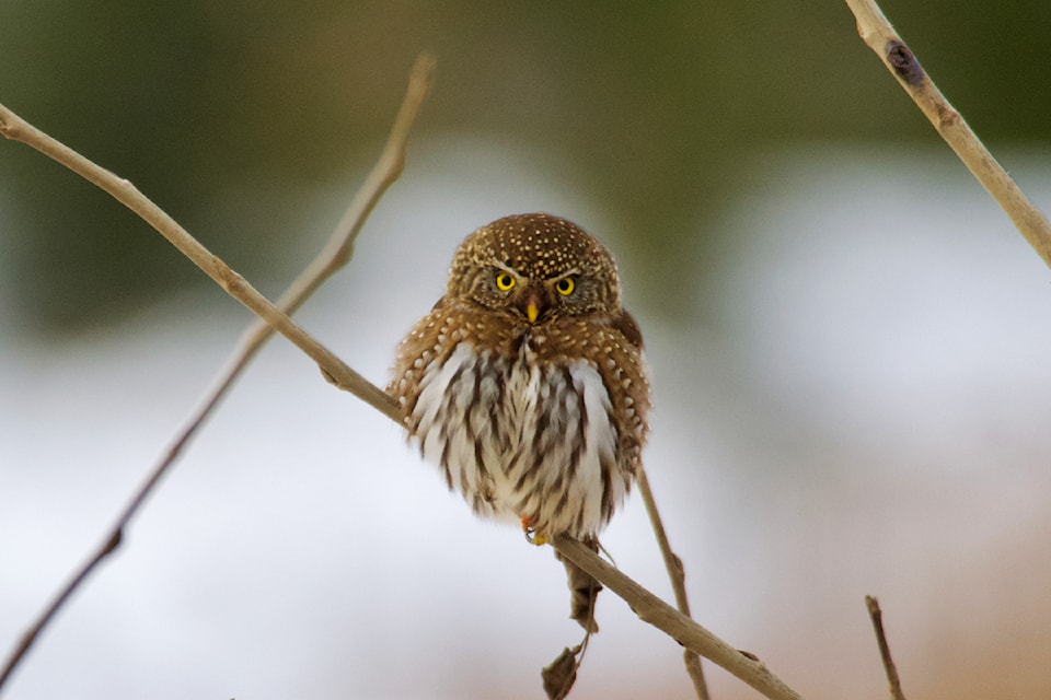 A Northern Pygmy Owl roosting in the South Cariboo. (Murray Zelt photo)