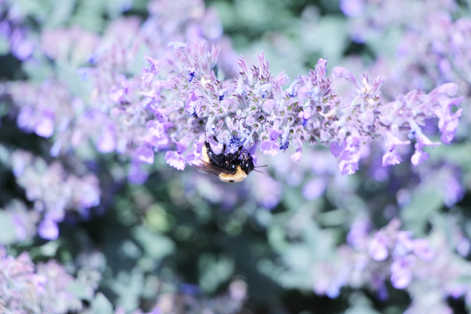 A bumblebee feeds on some nectar on a lavender flower growing along Birch Avenue in 100 Mile House. (Patrick Davies photo - 100 Mile Free Press)