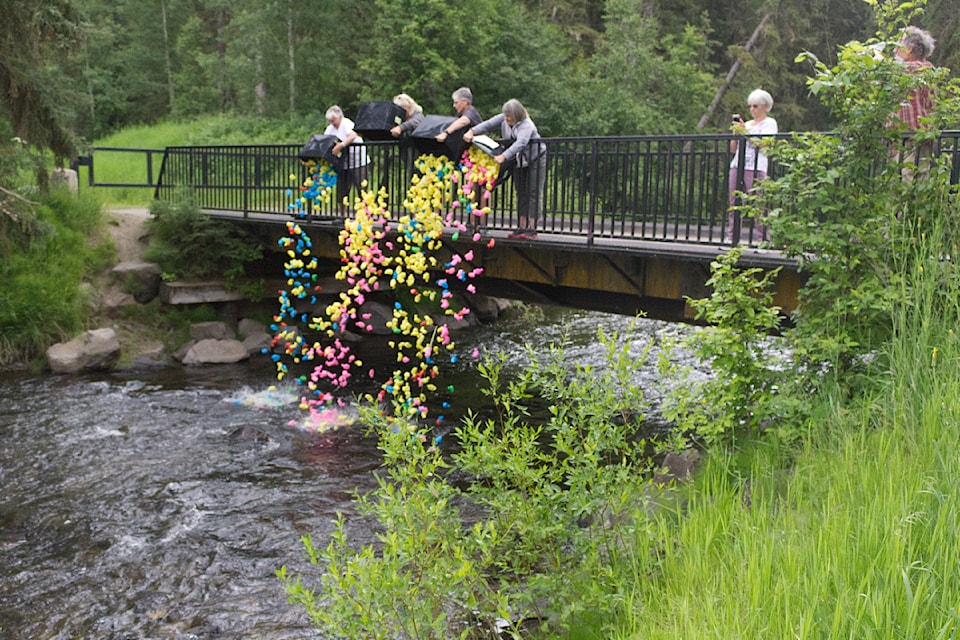Rubber ducks are dumped onto Bridge Creek to begin the duck race to raise funds for the South Cariboo Pickleball Association on July 5 at Centennial Park (Misha Mustaqeem photo - 100 Mile Free Press)