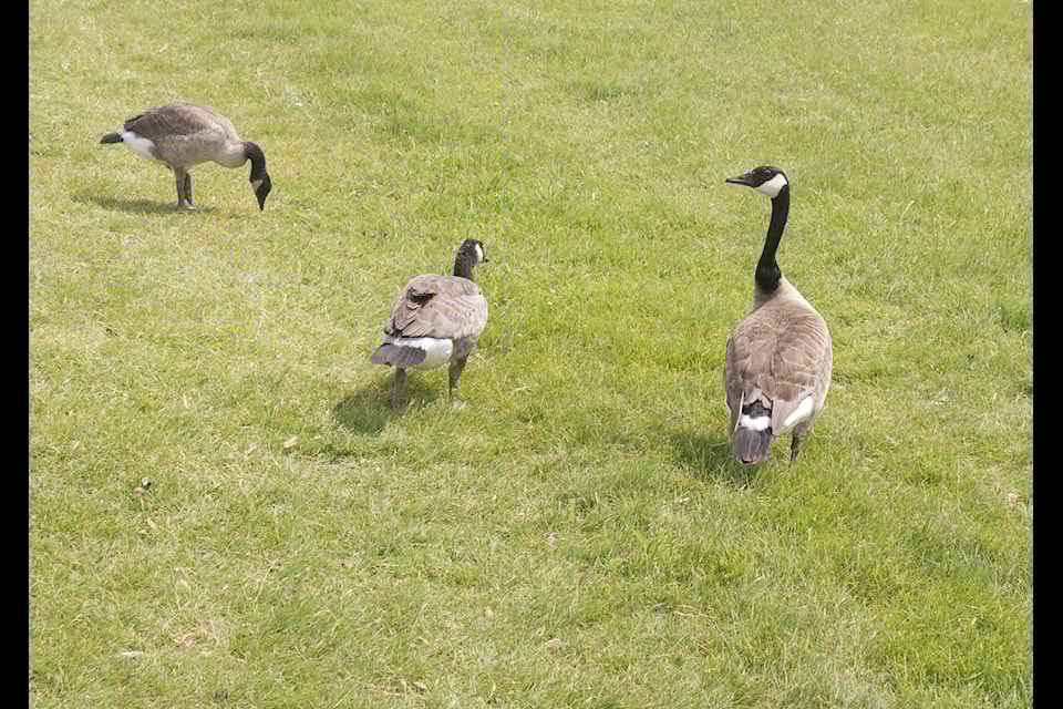 Canadian Geese hang out in the grass near the South Cariboo Rec Centre on June 25. (Misha Mustaqeem photo - 100 Mile Free Press)