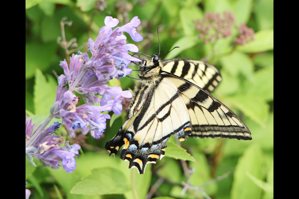 A Canadian Tiger Swallowtail feeds on the nectar of a flower planted on Birch Avenue by the District of 100 Mile House. (Patrick Davies photo - simplymastery)