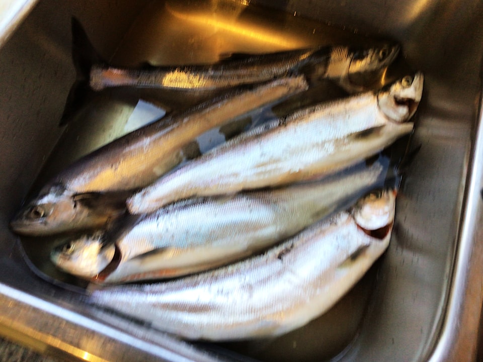 kokanee-may-5-2025