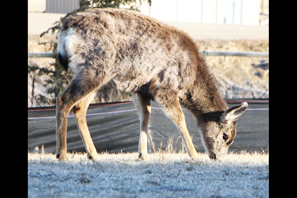 Deer graze in 100 Mile House last month near Martin Exeter Hall. (Patrick Davies photo - 100 Mile Free Press)