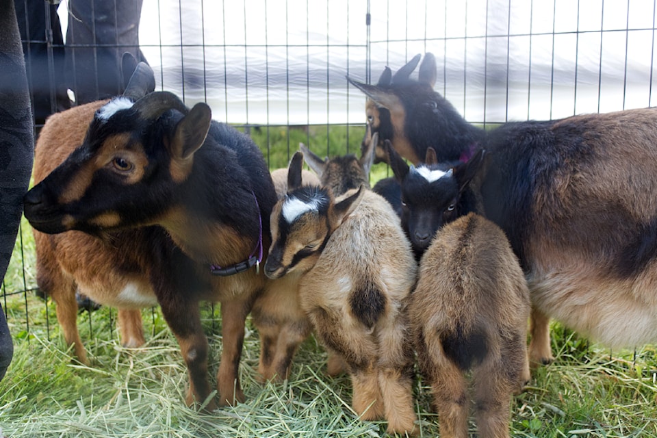 A few goats huddle up to warm themselves up from the cold during the 100 Mile Farming Expo, held at the Lone Butte Community Hall on May 31. (Misha Mustaqeem photo - simplymastery)
