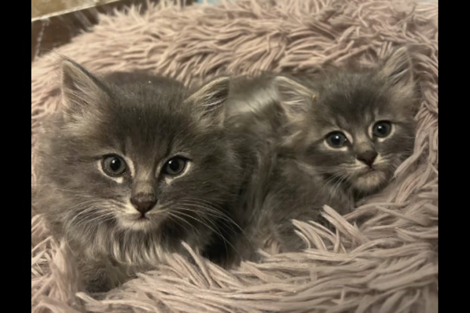 A pair of cats trapped, spayed and neutered in the Lone Butte area earlier this spring. (Straight Outta Rescue photo)
