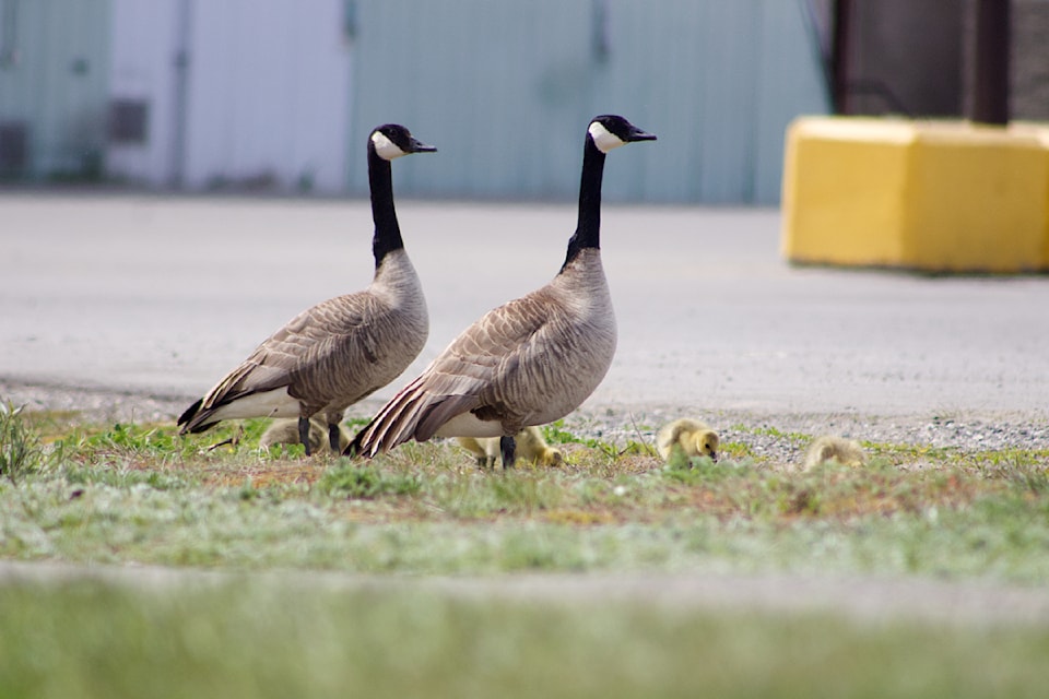 Two Canadian geese watch over their babies near the South Cariboo Rec Centre on May 15. (Misha Mustaqeem photo - simplymastery)