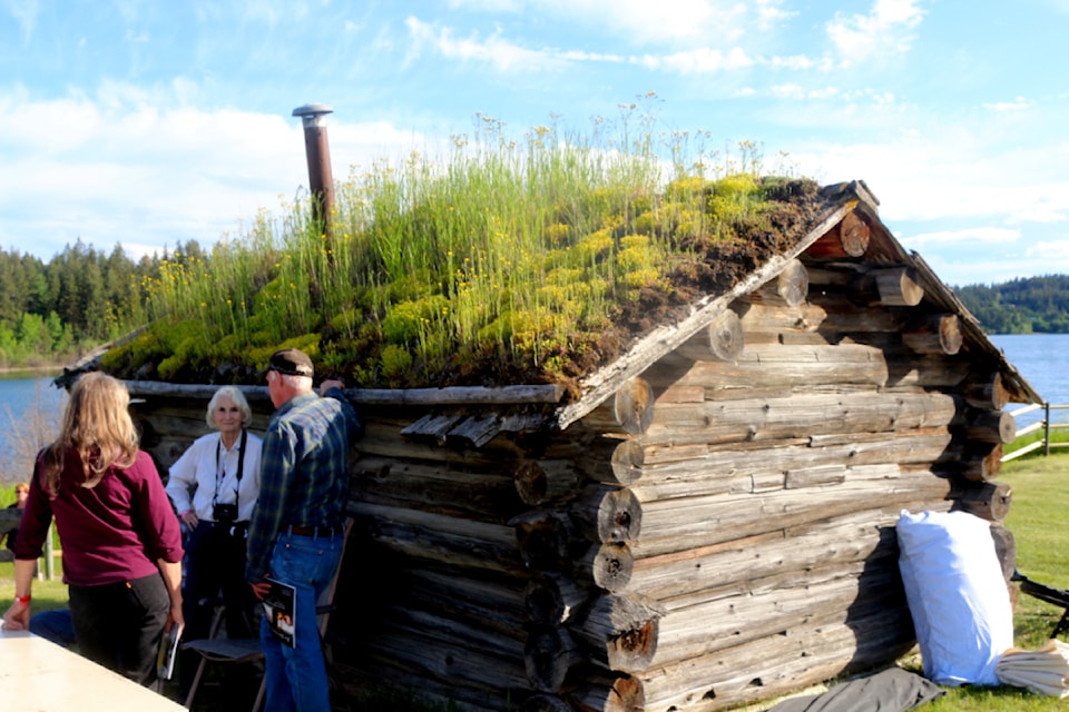 The Greenley Trappers Cabin as seen from outside, with plant growth clearly visible from the top at the 108 Heritage Site.