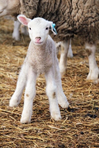 65411100mileWEB_lambs13