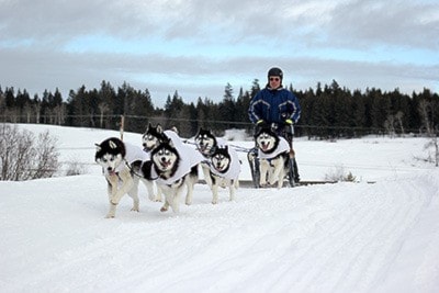 89470100milewebsleddogsgaven217