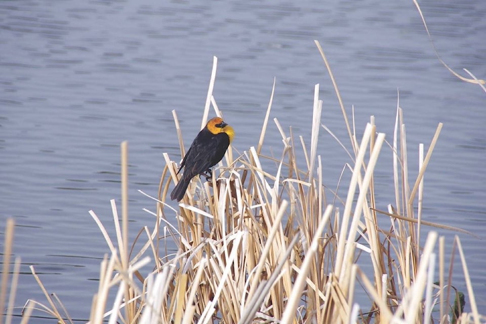 web1_170503-OMH-M-170504-OMH-Bird-walk_1