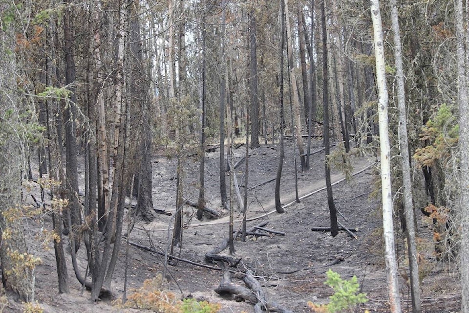 7830085_web1_170724-OMH-M-burned-trees-close-up