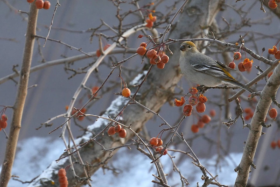9722959_web1_171214-OMH-bird_1