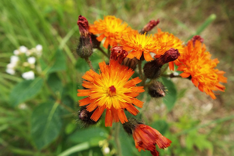 11719418_web1_180510-omh-hawkweed_1