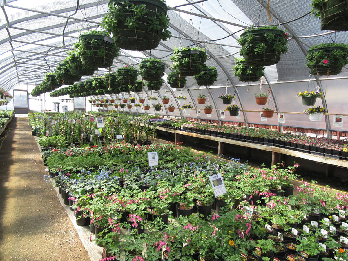 11762593_web1_Horse-Lake-Greenhouses