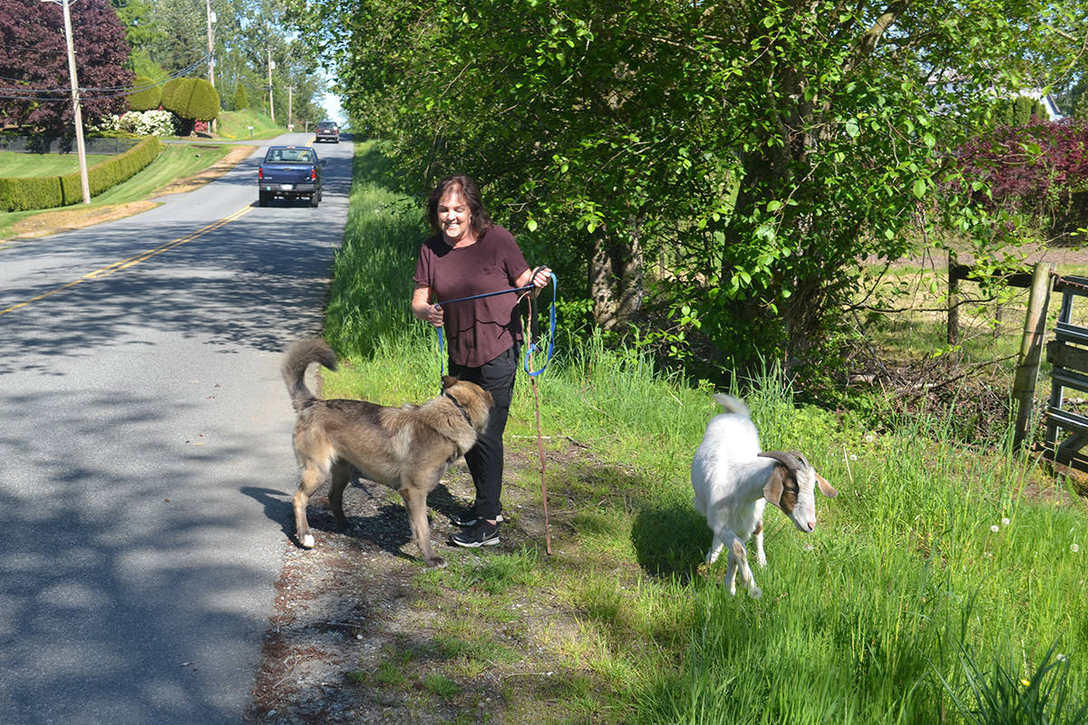 11905467_web1_180524-AT-aldergrove-goat-walker_3