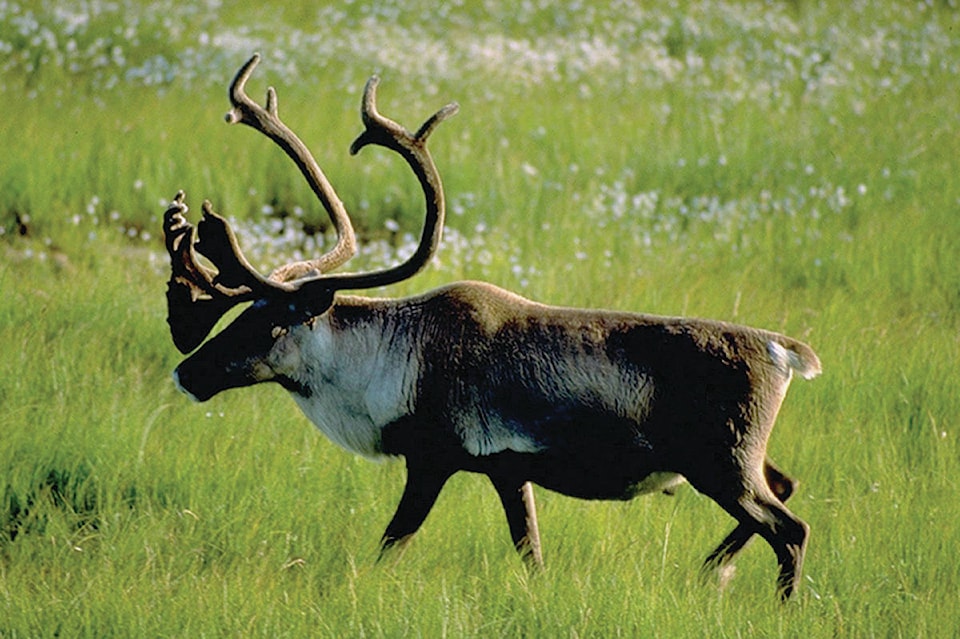 11925258_web1_180518-QCO-southern-dakelh-caribou-moratorium_1