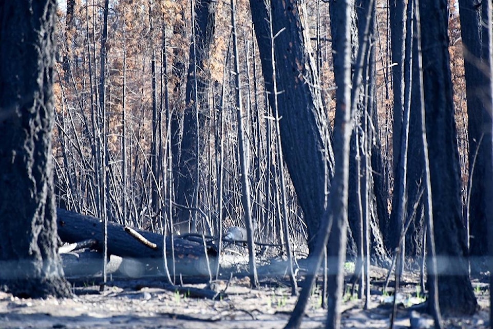 12241481_web1_180608-WLT-M-fire-2