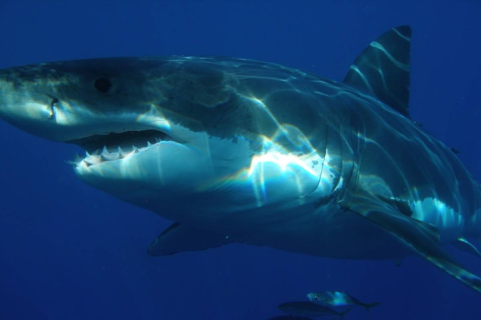 12564456_web1_180702-CPW-great-white-shark