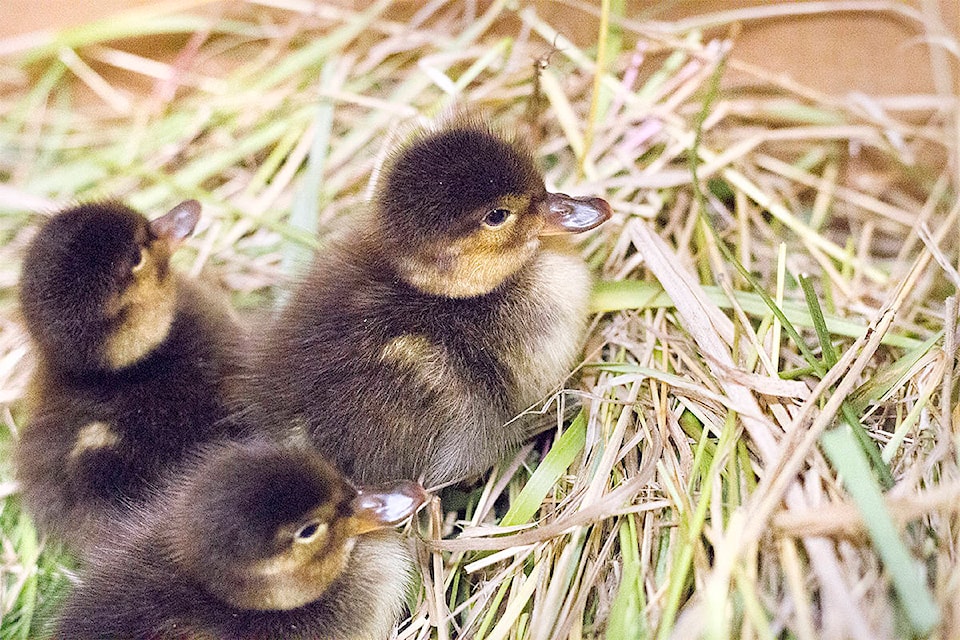 12940061_web1_180802-OMH-ducklings2