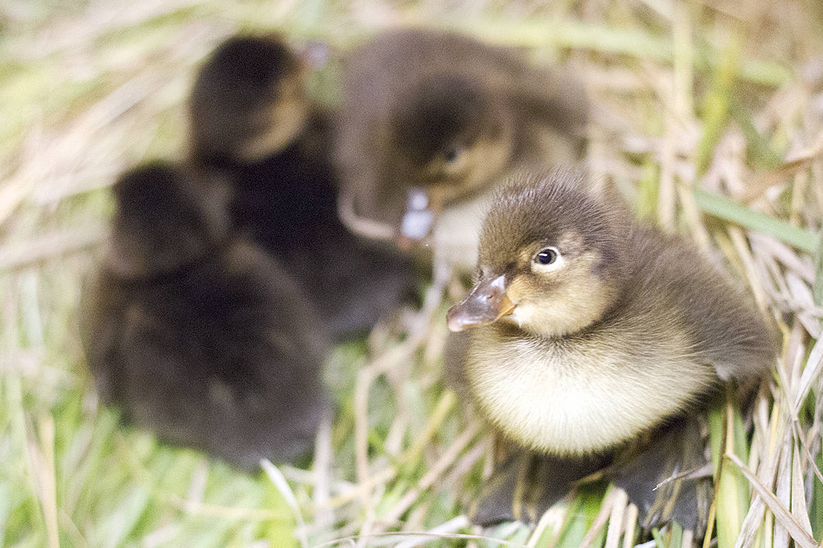 12940061_web1_180802-OMH-ducklings3