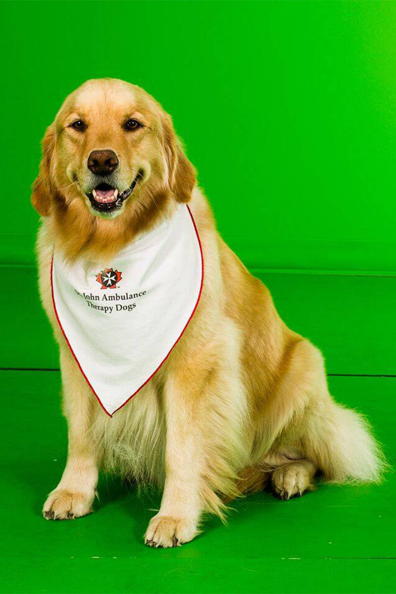 13022534_web1_180809-OMH-therapydogs1