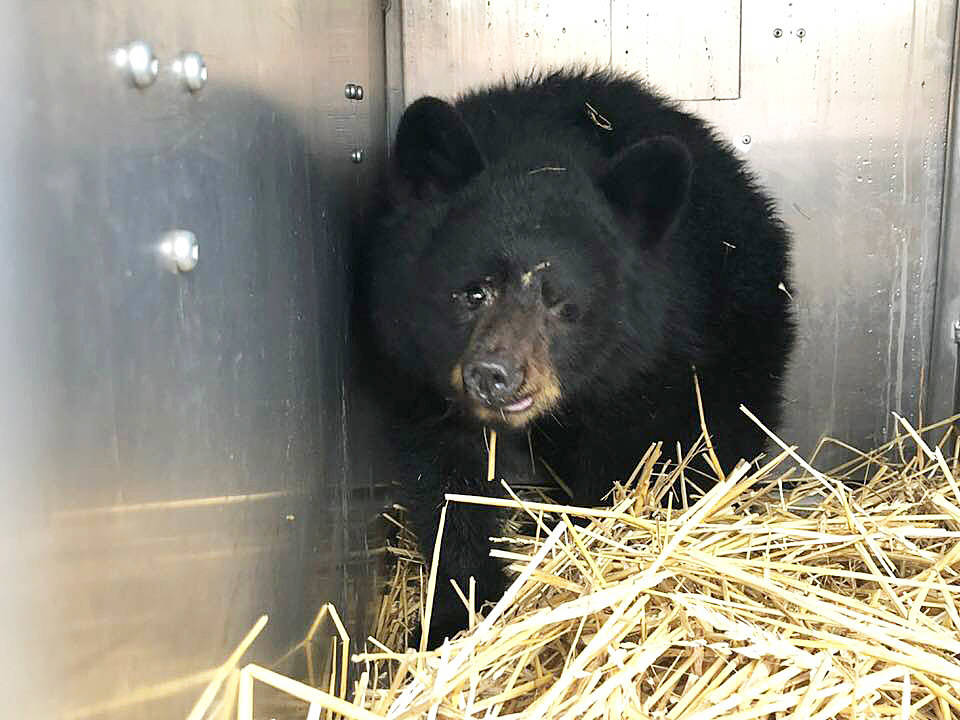 13876183_web1_181008-WLT-Rescued-black-bear_1