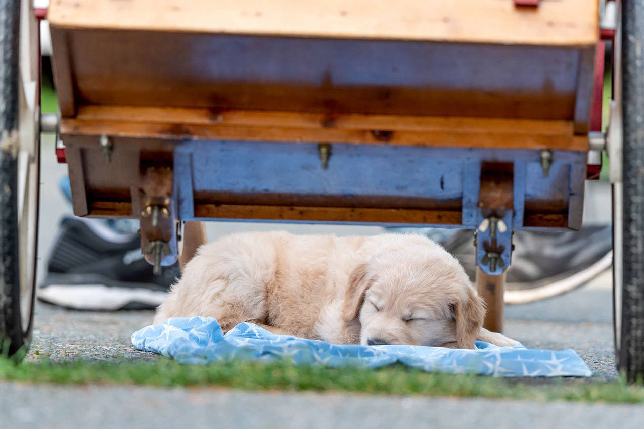 Golden retriever puppies for adoption for free cheap