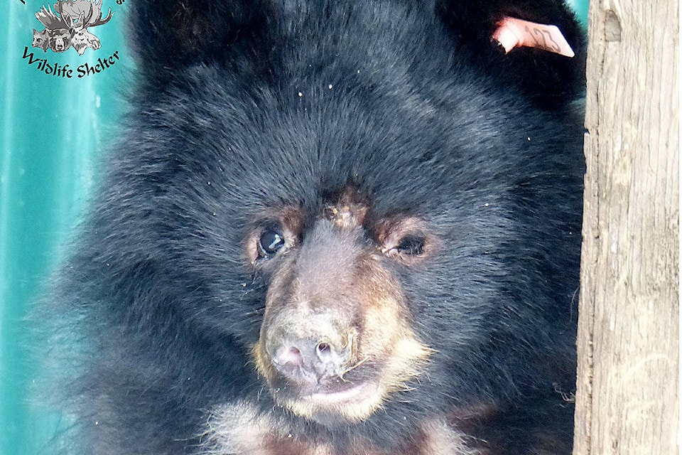 15330056_web1_190130-WLT-rescue-bear-update_2