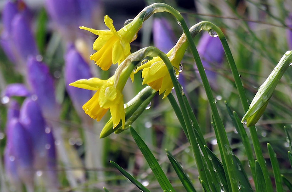 16018586_web1_Spring-Flowers