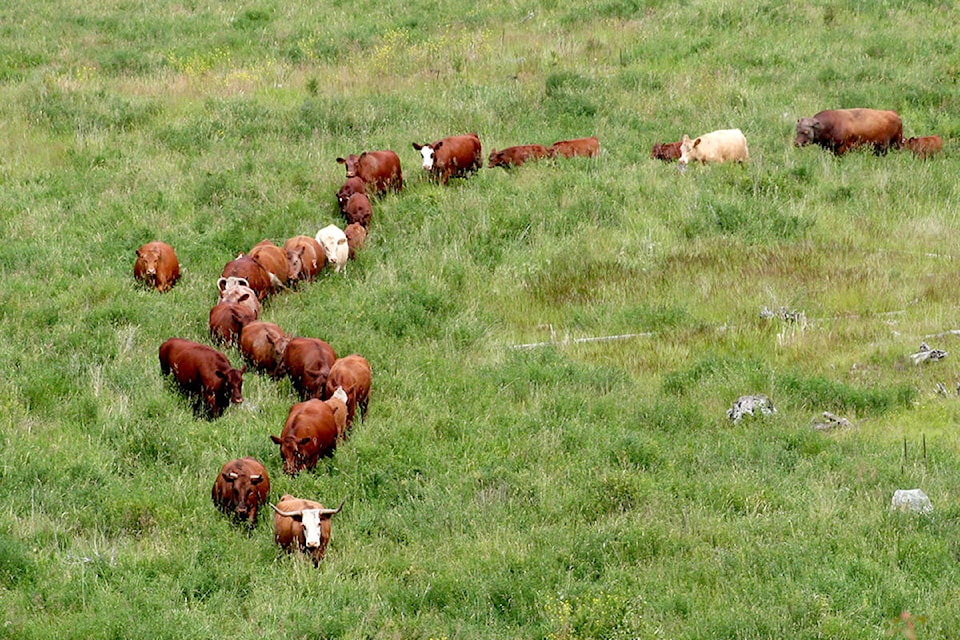 16428727_web1_Cattle-on-crown-range-Jill-Hayward-photo