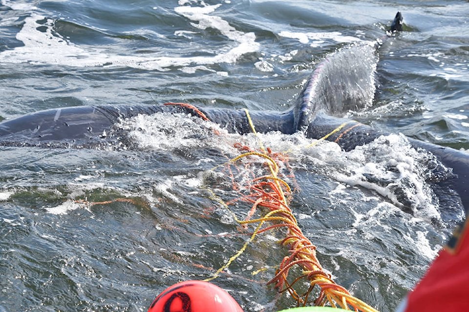 18522615_web1_190918-UWN-Humpback-whale-rescued_1