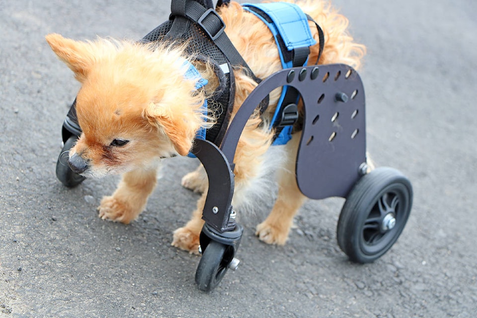 21760521_web1_Old-Dog-Wheelchair_2