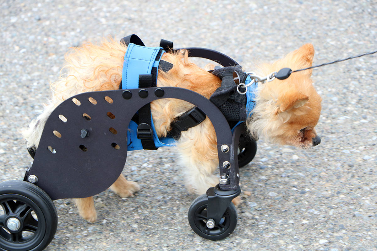 21760521_web1_Old-Dog-Wheelchair_3