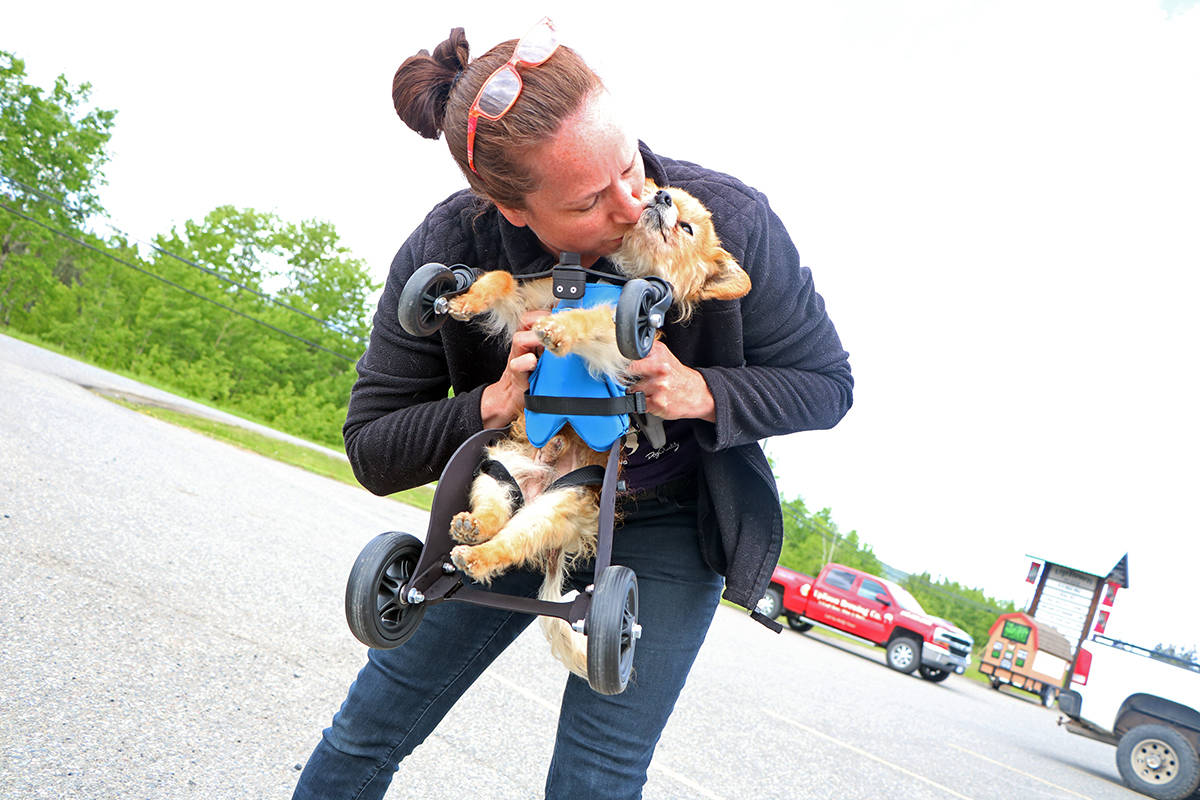 21760521_web1_Old-Dog-Wheelchair_4