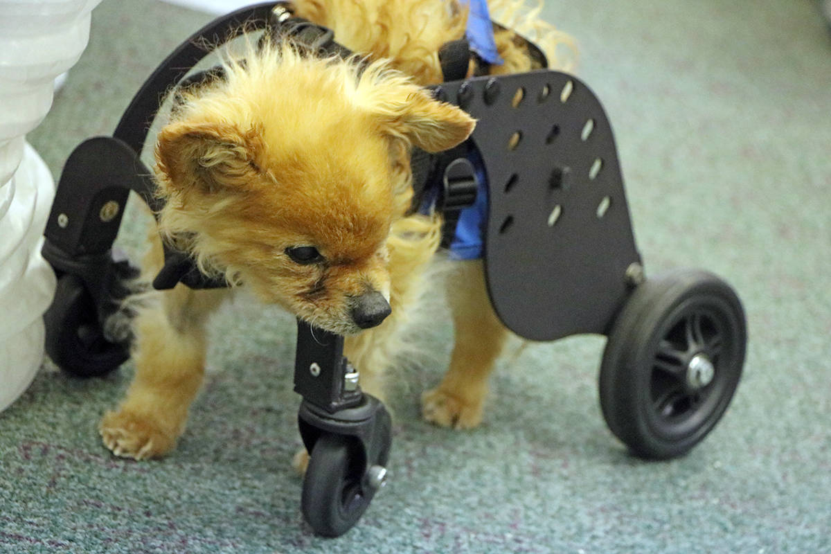 21760521_web1_Old-Dog-Wheelchair_7