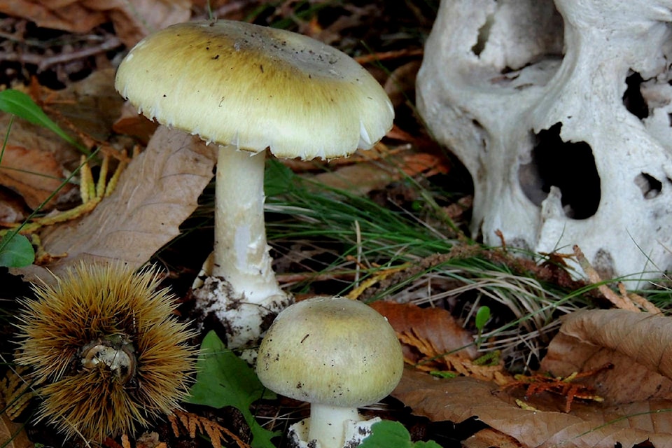 23160534_web1_201008-VNE-DeathCapMushrooms-deathcap_1