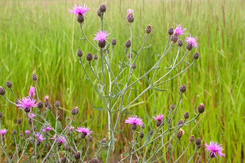 23369165_web1_201113-WLT-Knapweed1