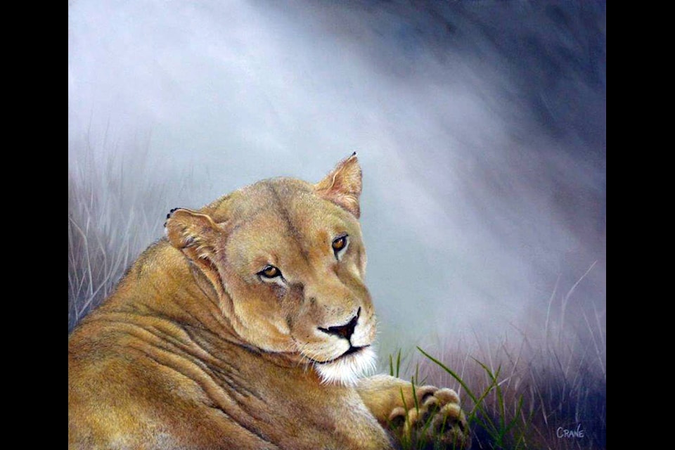 Bobbie Crane’s photo of this resting lioness is one of 800 pieces of art selected for the Blood Lions #800Lions project. (Photo submitted)