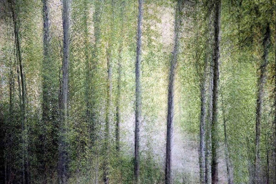 Abstract Aspens by Monika Paterson.